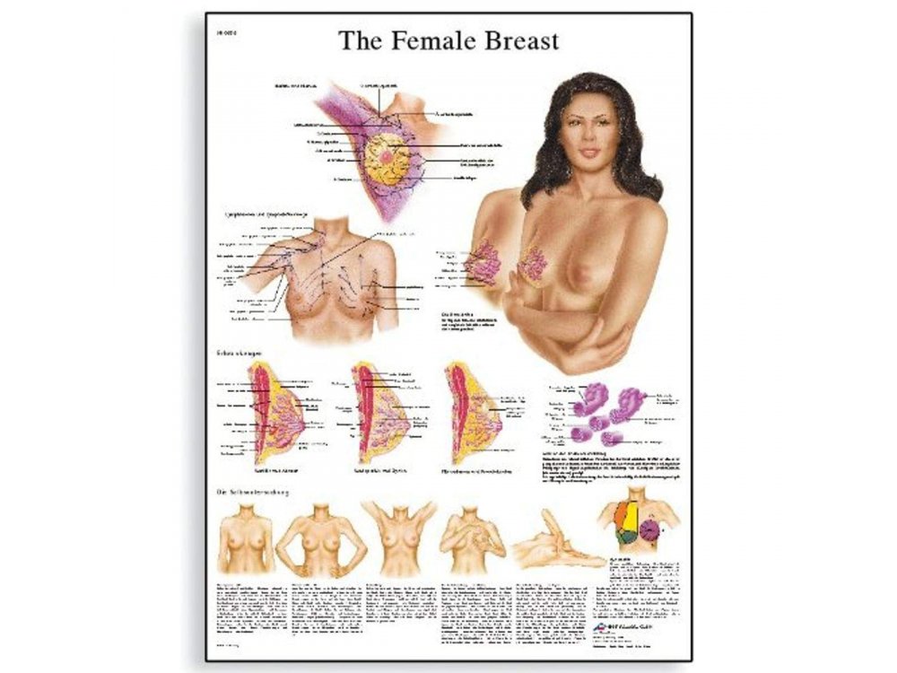 Breast Anatomy 